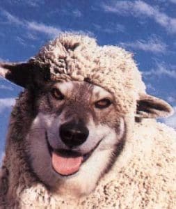 Storyboards wolves in sheeps clothing