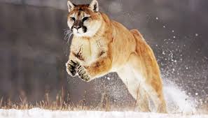mlion