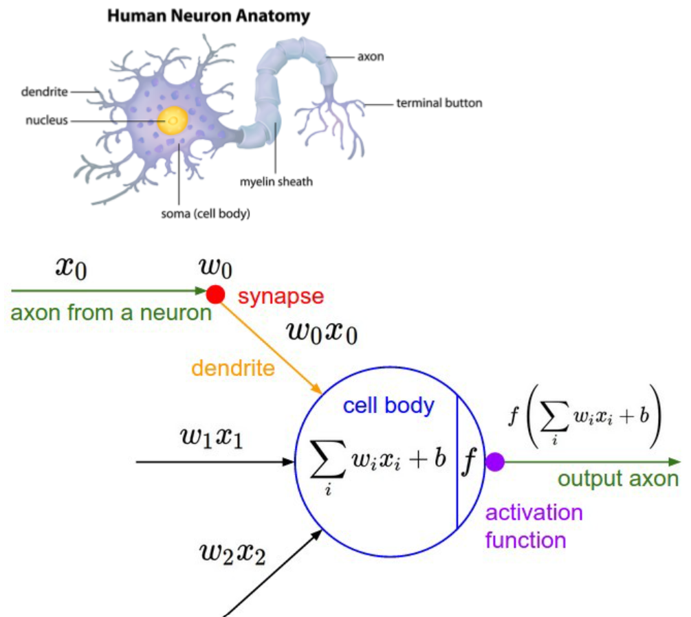 ¿Qué es una red neuronal en Deep Learning? 2 red neuronal en Deep Learning