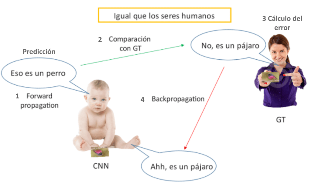 Entrenamiento de una red neuronal en Deep Learning 1 Entrenamiento de una red neuronal en Deep Learning