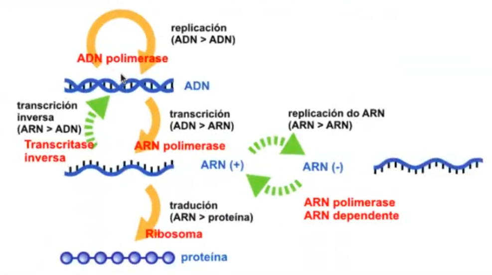 Ejercicio de preprocesado en R 1 dogma central