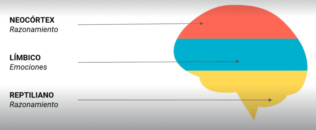 El cerebro y las ventas: Cómo funcionan