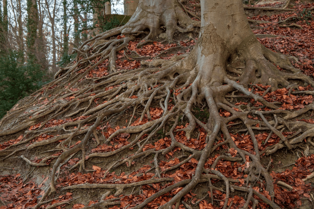 ¿Qué es una RootView? 1 rootview