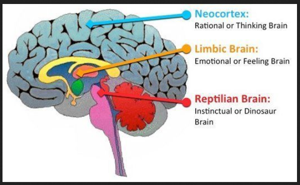 modelo del cerebro triuno
