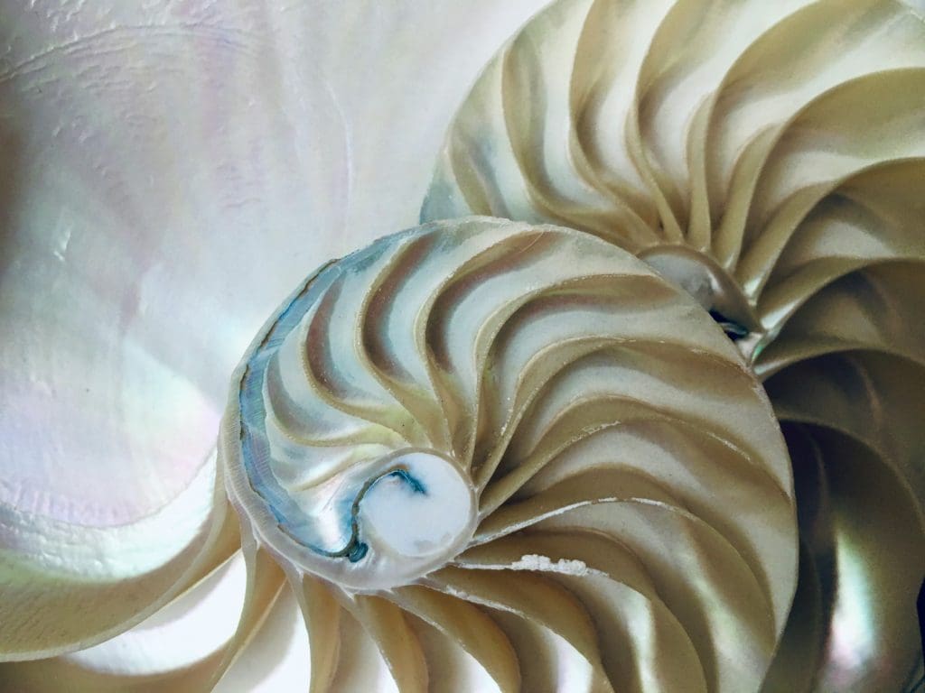 sucesión de fibonacci
